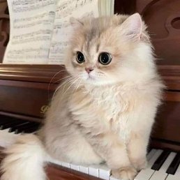 ������, ���������, 42 ����