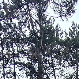 ������, ����, 50 ���