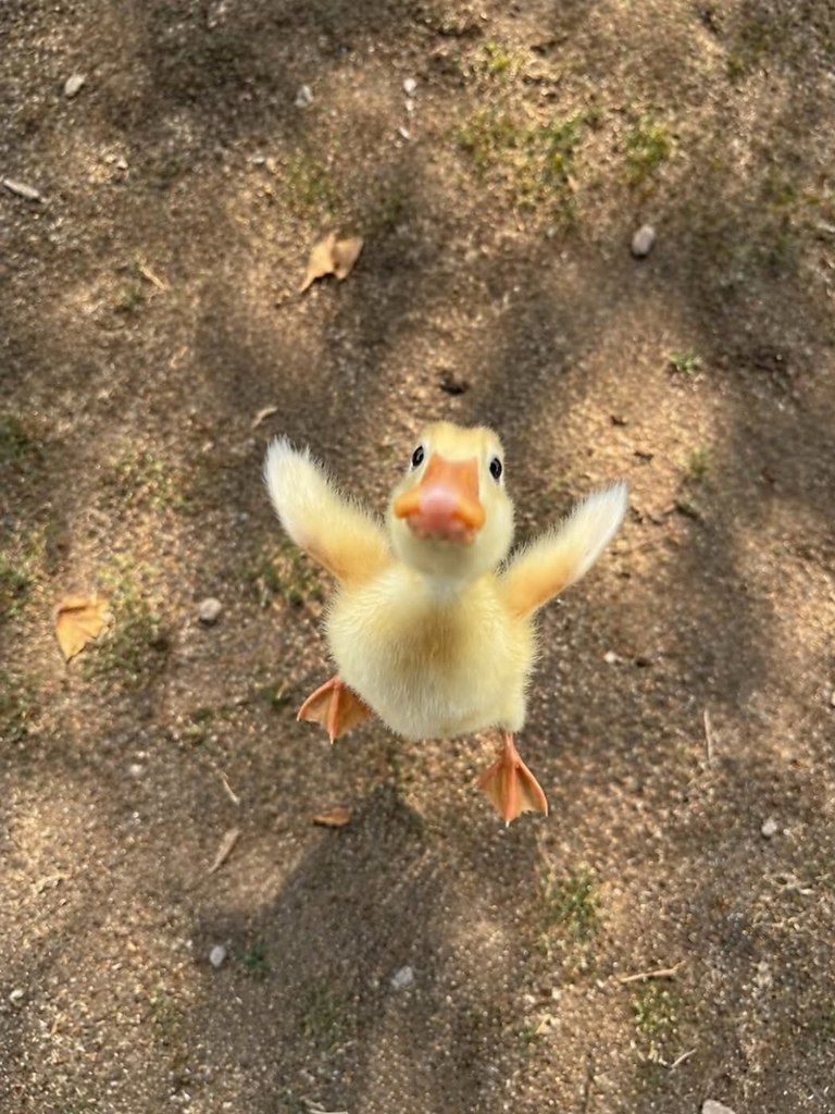 ����� �������