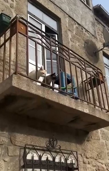 Серенада кошкам.Французы заметили на балконе двух котов и спели им серенаду. На кошачьем. - 2