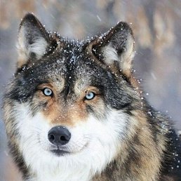 ������, ������, 35 ���