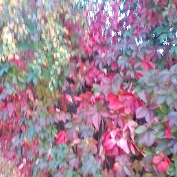 �������, �������