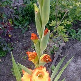 ������, ������, 60 ���