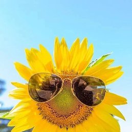 �������, ����������, 38 ���