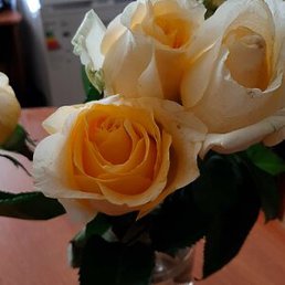 Alla, ������, 65 ���