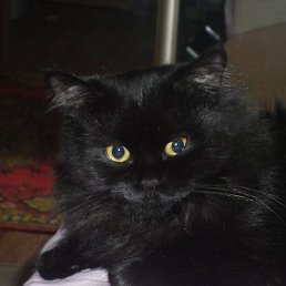 ���������, ���������, 44 ����