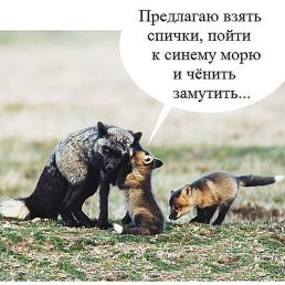 O_mela, ������