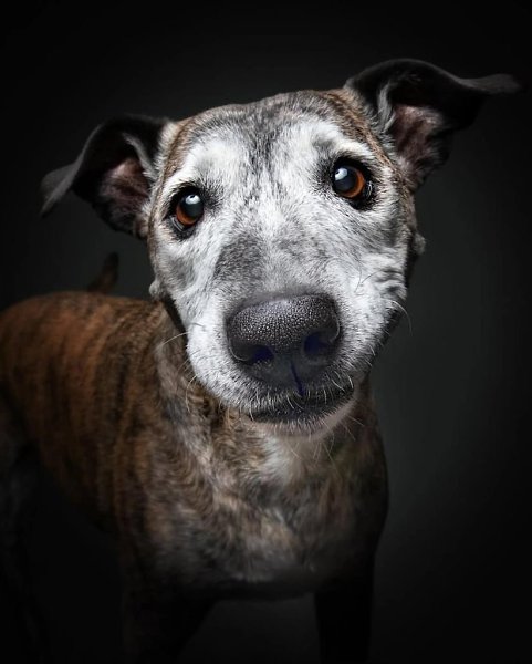 Кристиан Вилер решил прославить пожилых собак, объединив фотографию и эмоции, чтобы запечатлеть их ... - 5