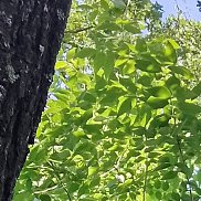 ����, 43 ����, ����