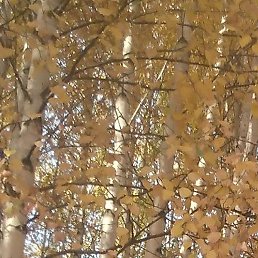 ����, ������, 41 ���