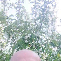 , 46, 