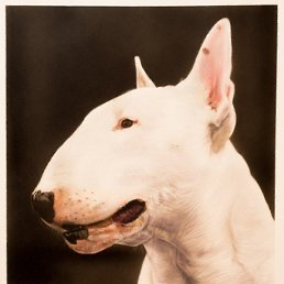 Tlaloc, ������, 42 ����