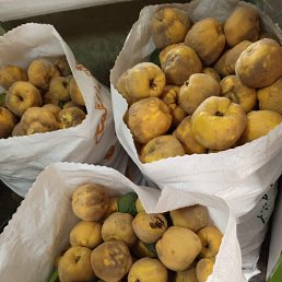 ���� ������� ��������, ������, 66 ��� - ��������� 1 ������ 2024