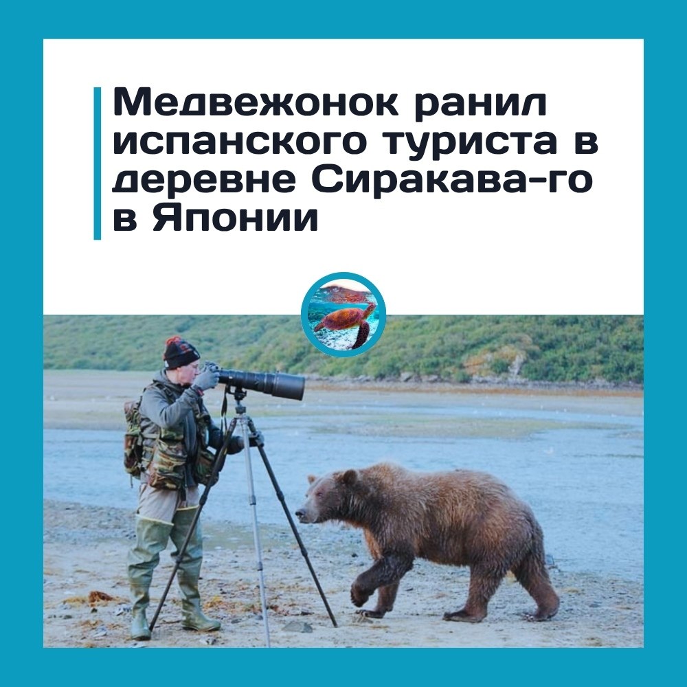 Испанский турист пострадал от нападения медведя в Японии — всё ради красивого кадра? В японской ...