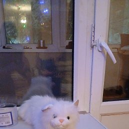 ���� ���������, �������, 41 ��� - ��������� 25 ������� 2025