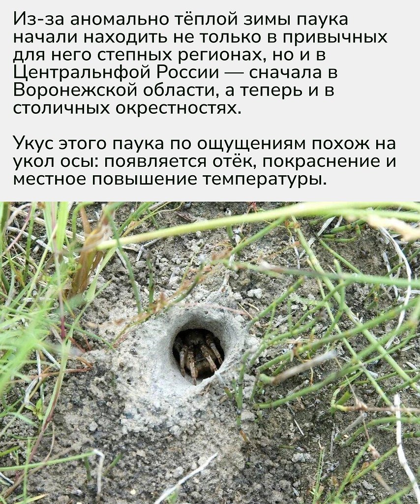 Горожанам советуют быть осторожнее на дачах и в парках: хотя яд тарантула не смертелен, у аллергиков ... - 2