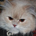 ���� �����, ����������� - ��������� 26 ������ 2025 � ������ ������ ��������