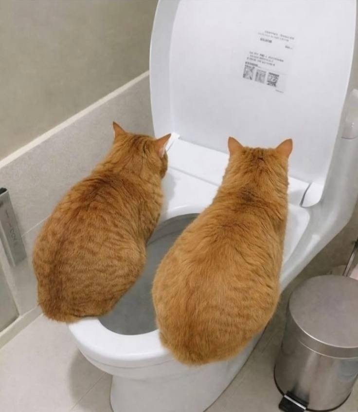 ���� ����������� �������� ��������� ������� � ����������, ������ ������ � �����