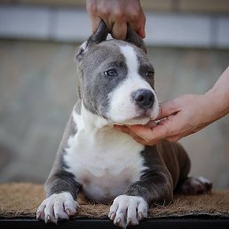 �����, ������ ��������, 34 ����