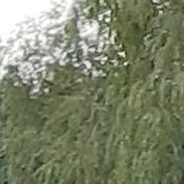 ������, ����������, 43 ����