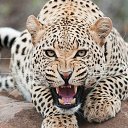 ���� Tiger, �������, 63 ���� - ��������� 7 ����� 2024