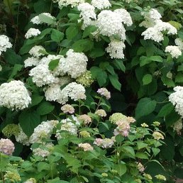 ������, ������, 48 ���