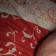 �����, 43 ����, ������