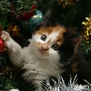  A S 45, , 51  -  10  2024    