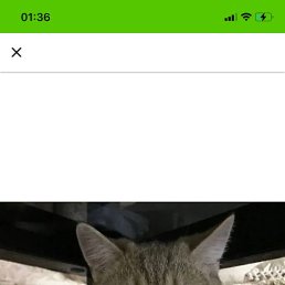 ���, ������, 38 ���