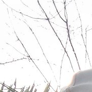 �������, 55 ���, ������