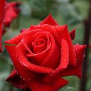 ���� ����, �������, 70 ��� - ��������� 2 ������� 2025 � ������ ������ ��������