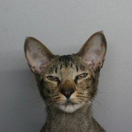 ������, ������ ��������, 49 ���