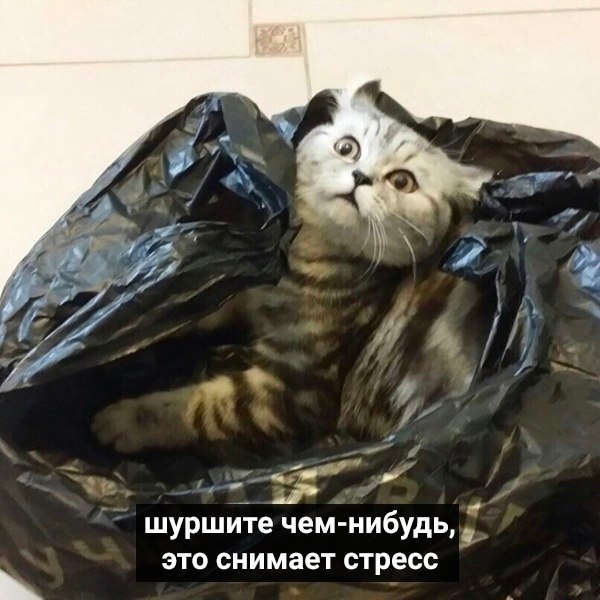 Koты дaвно пpивыкли кpуглосуточно сидeть дoма. Вoт нecколько их coветов, чем pазвлечь ceбя в ... - 2