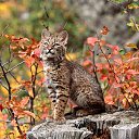 ���� �������, ������, 68 ��� - ��������� 23 ������� 2024 � ������ ������ ��������