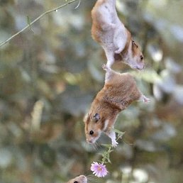 �����, �����