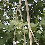 ������, 65 ���, ������������