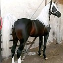 ���� Mohammed, ���� - ��������� 15 ������ 2026 � ������ ������ ��������