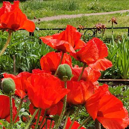 ����, �����-���������