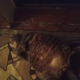 ������, ������, 52 ����