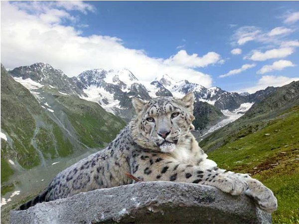 Животные республики алтай фото