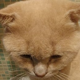 ���� �����, ���������, 48 ��� - ��������� 2 ������ 2023