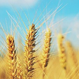 ��������, ������, 50 ���