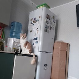 ���������, ������, 39 ���