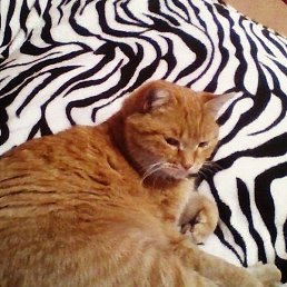 Orang, ������, 49 ���