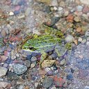 �������� �������. ����������� ������. ������ 2025 �� ������� ������� ��������)))�