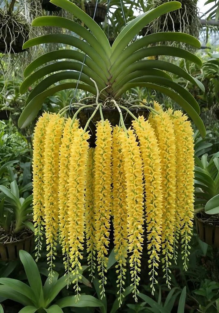  Coelogyne rochussenii