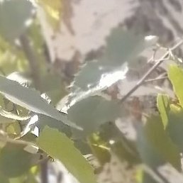 ��������, �������, 43 ����