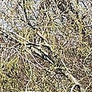 ��������, 44 ����, �����������