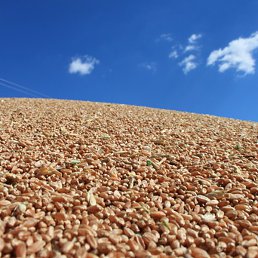 ��������, ������-��-����, 36 ���