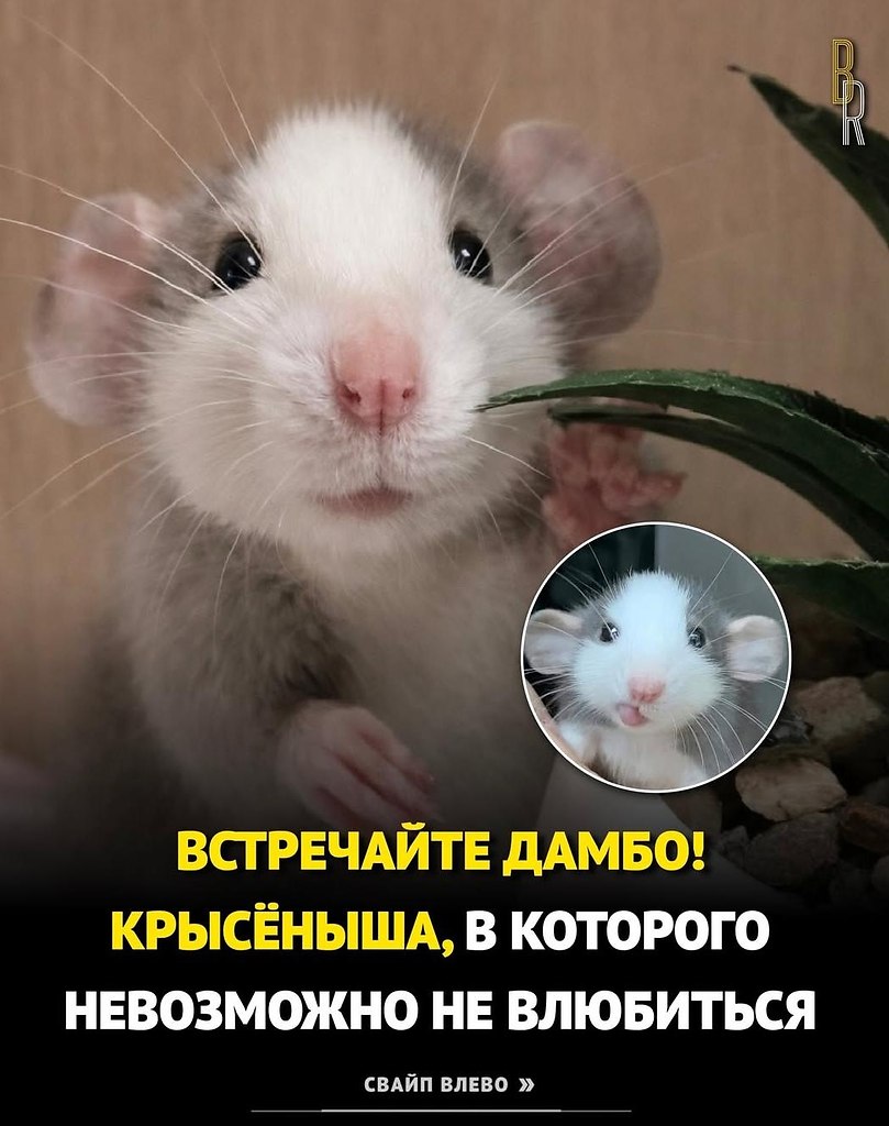 ��������,���
